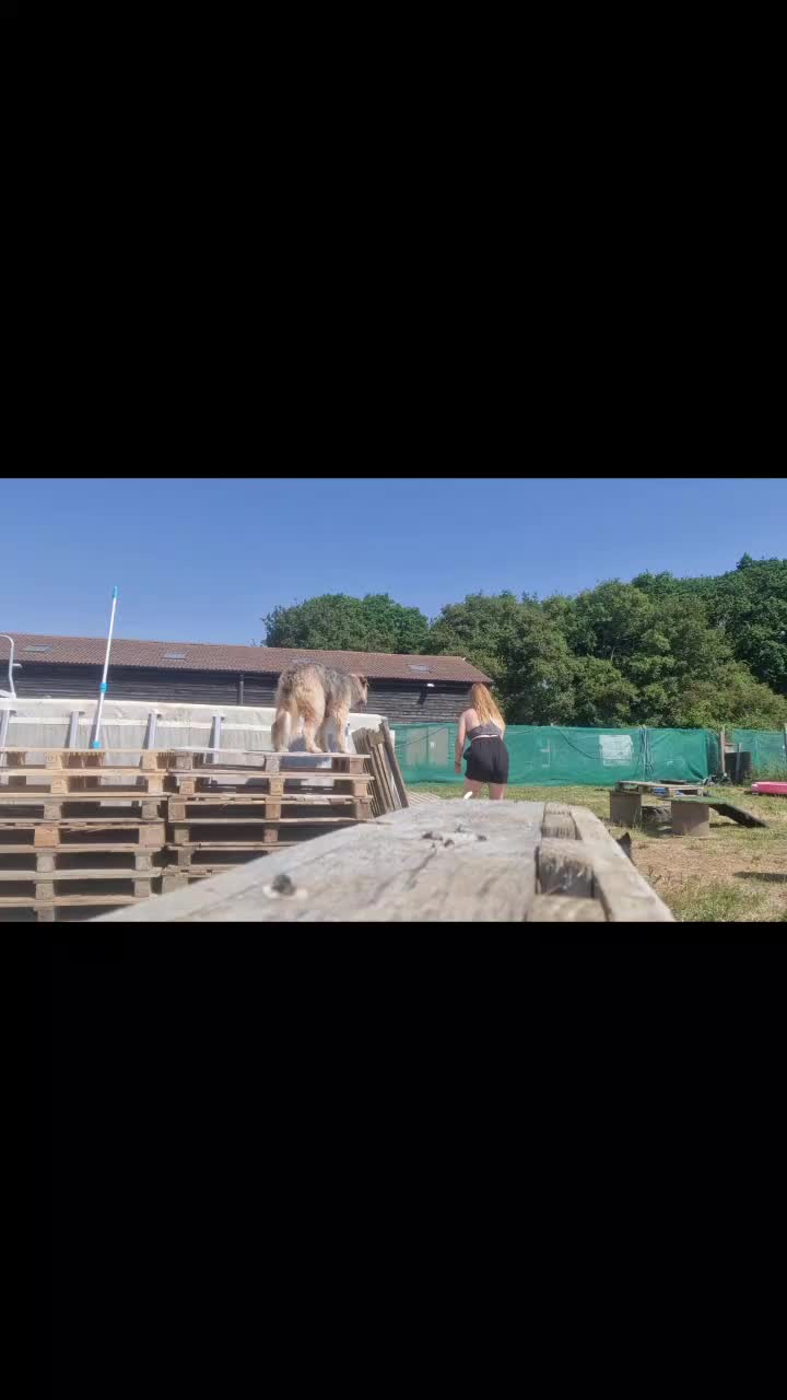 @Dommys Doggy Empire