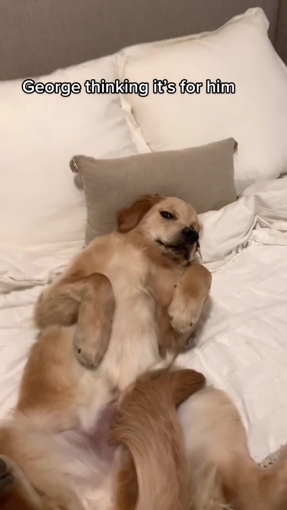 @George The Golden