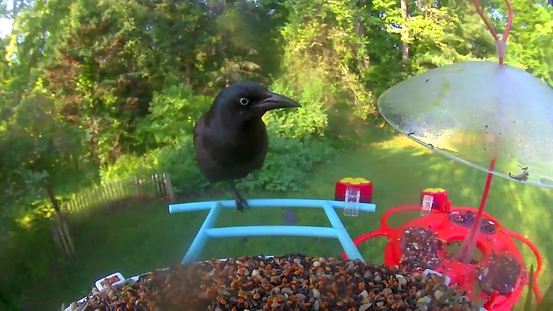 @Bird feeder Cam
