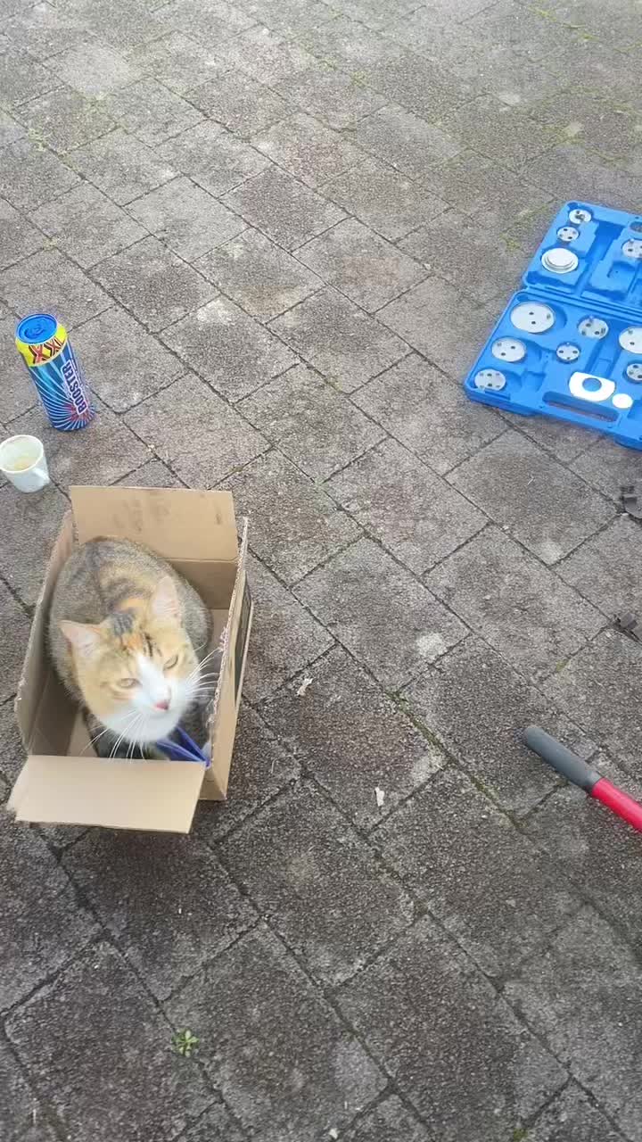 @mysterymiau
