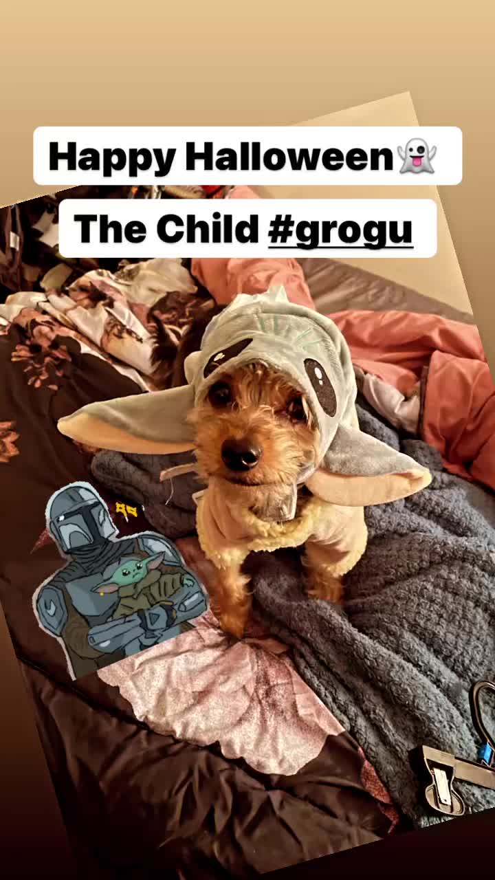 @GucciAndMiMiTheGreatYorkies