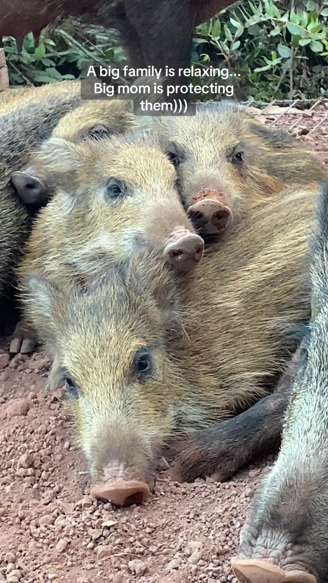 @Cute Boars