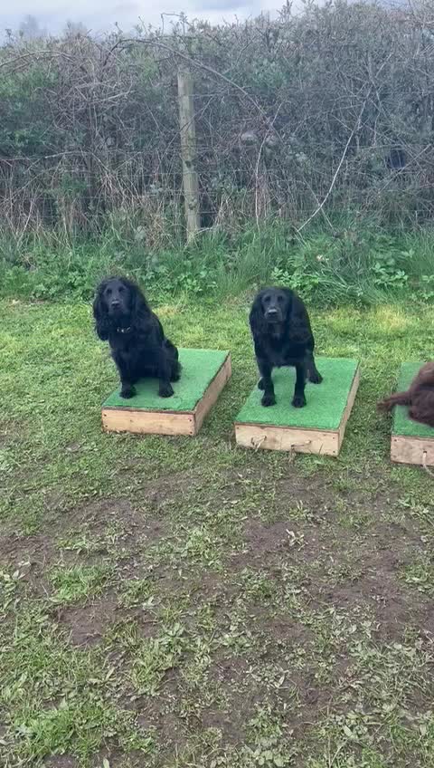 @Trails For Tails Dog Training