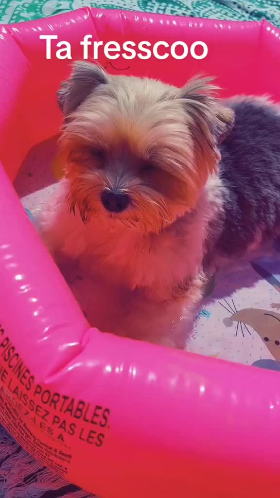 @Biewer Terrier World
