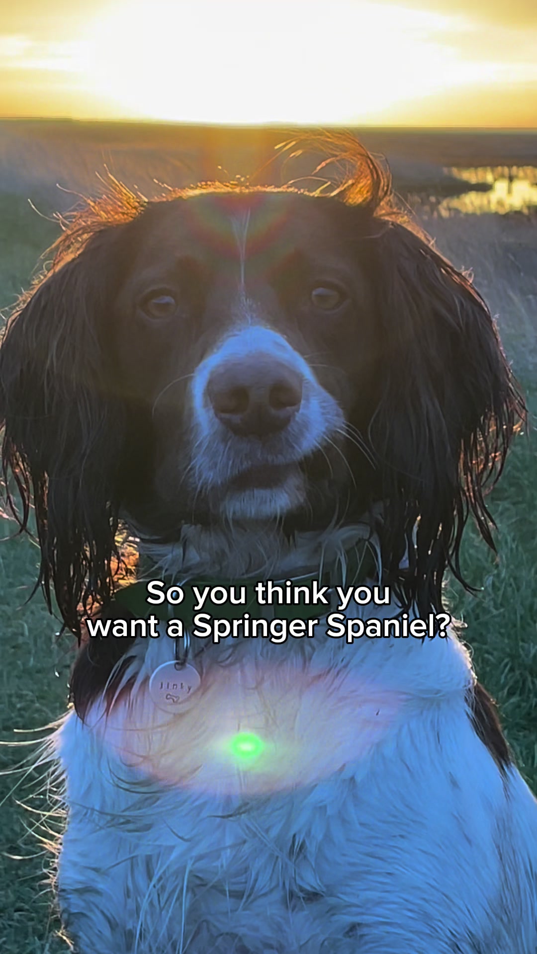 @Jinky Springer Spaniel 🐾 💚