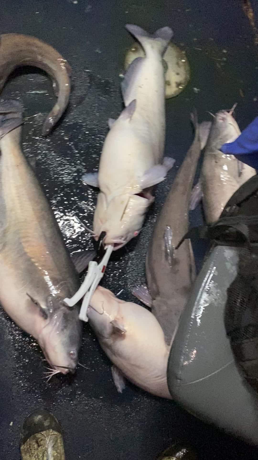 @Woppy Jaw’D fishing!!