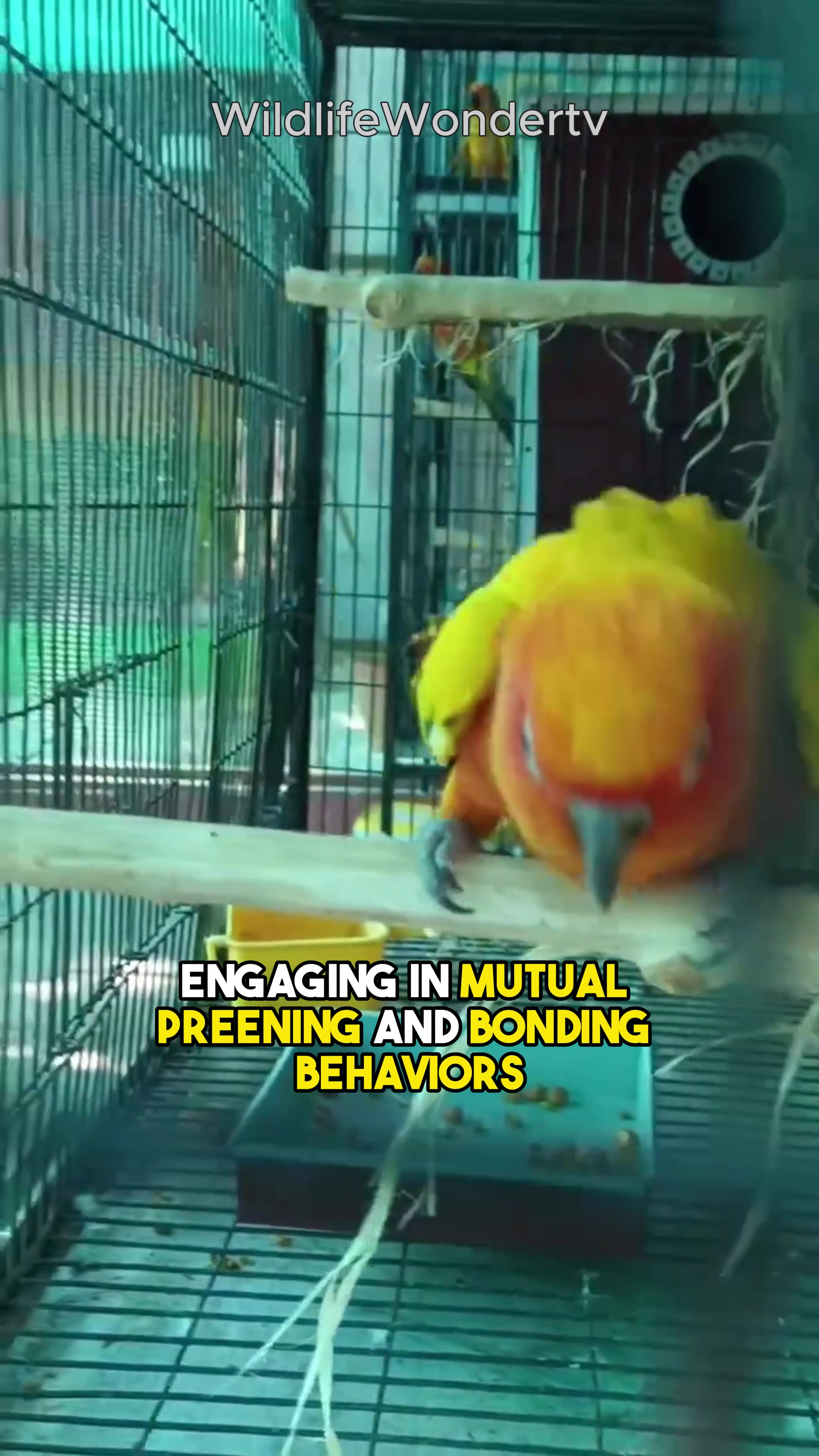@WildlifeWonderTV Animal Facts