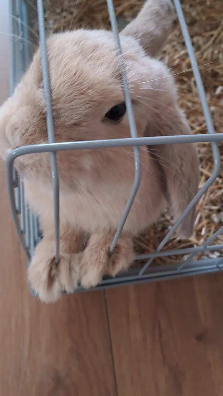 @Patatilla Rabbit 🐰🌱🥕