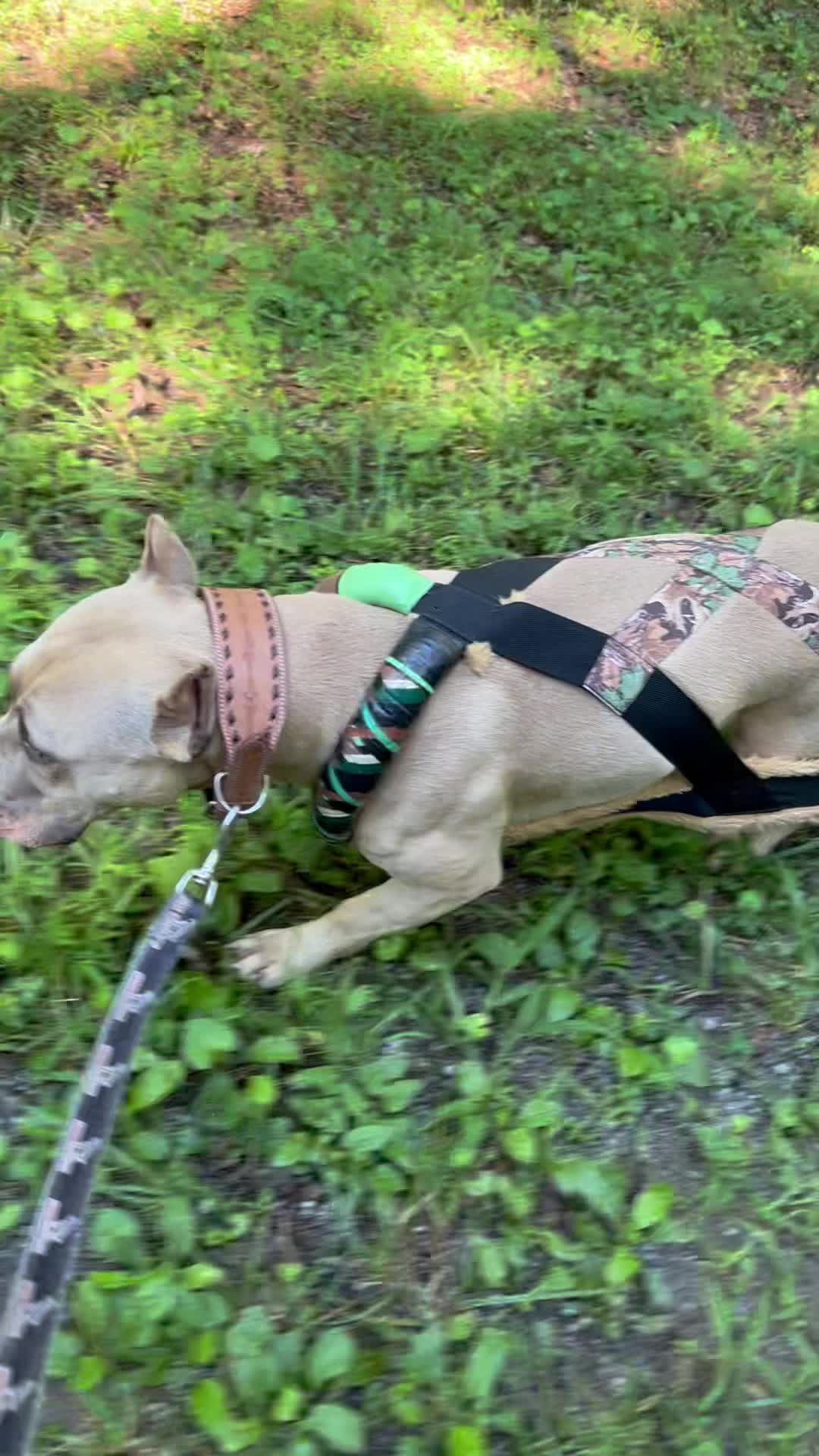 @Mount_Ruckus_Kennels