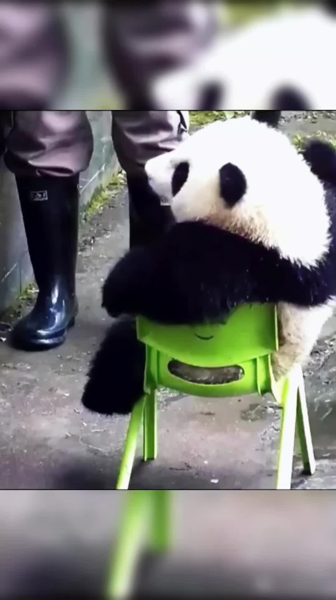 @cute little guy
