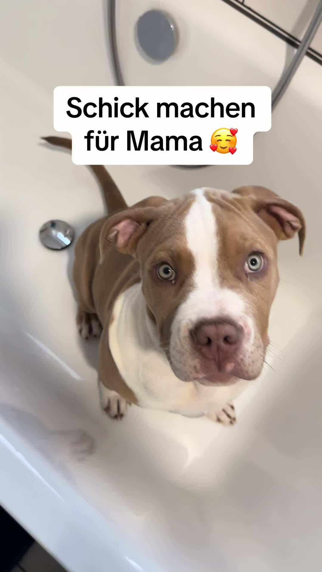 @Balder.Bulls.Kennel