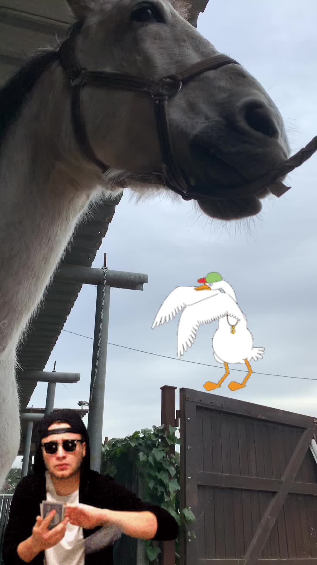 @TikTok Farrier
