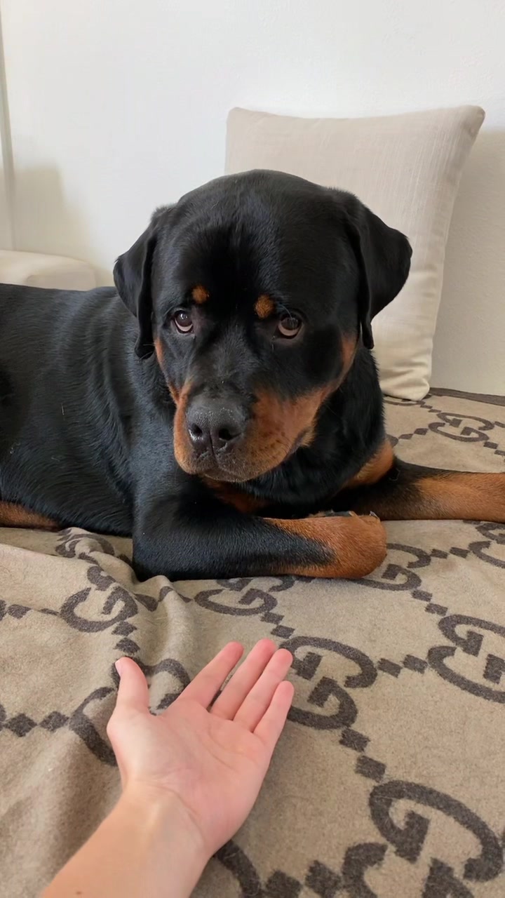 @Moose The Rottie