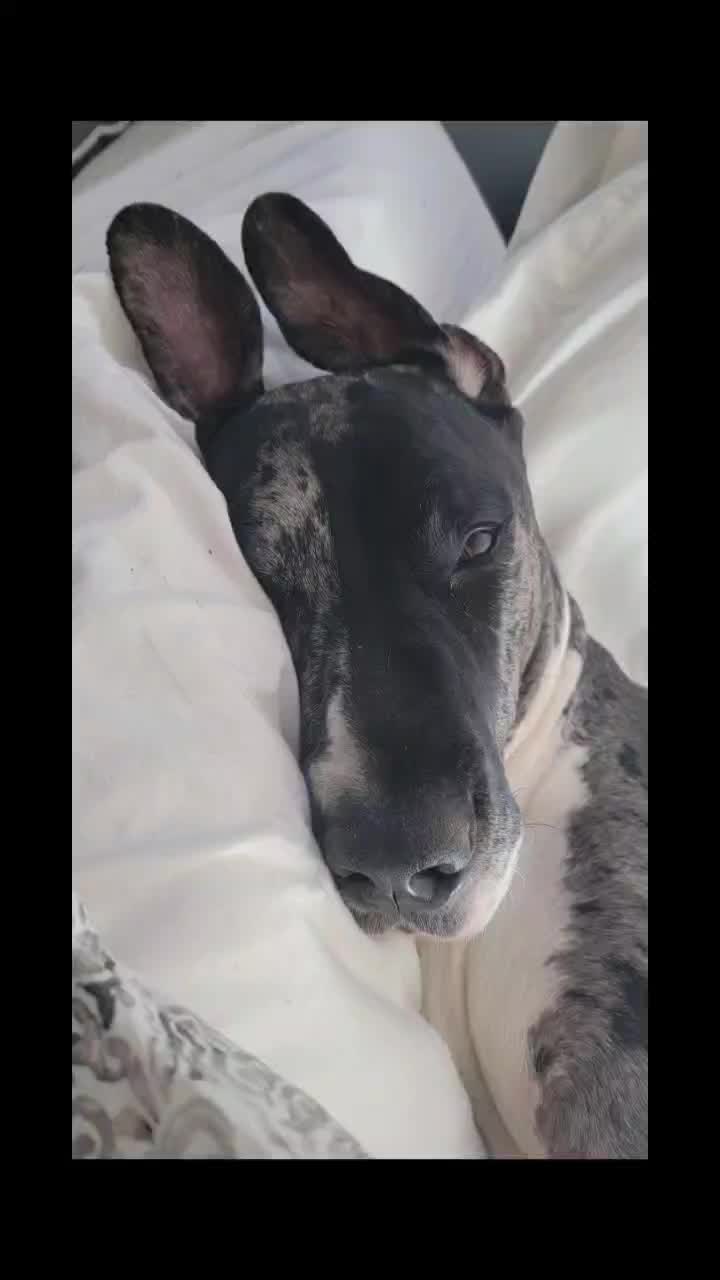 @dogmomof4