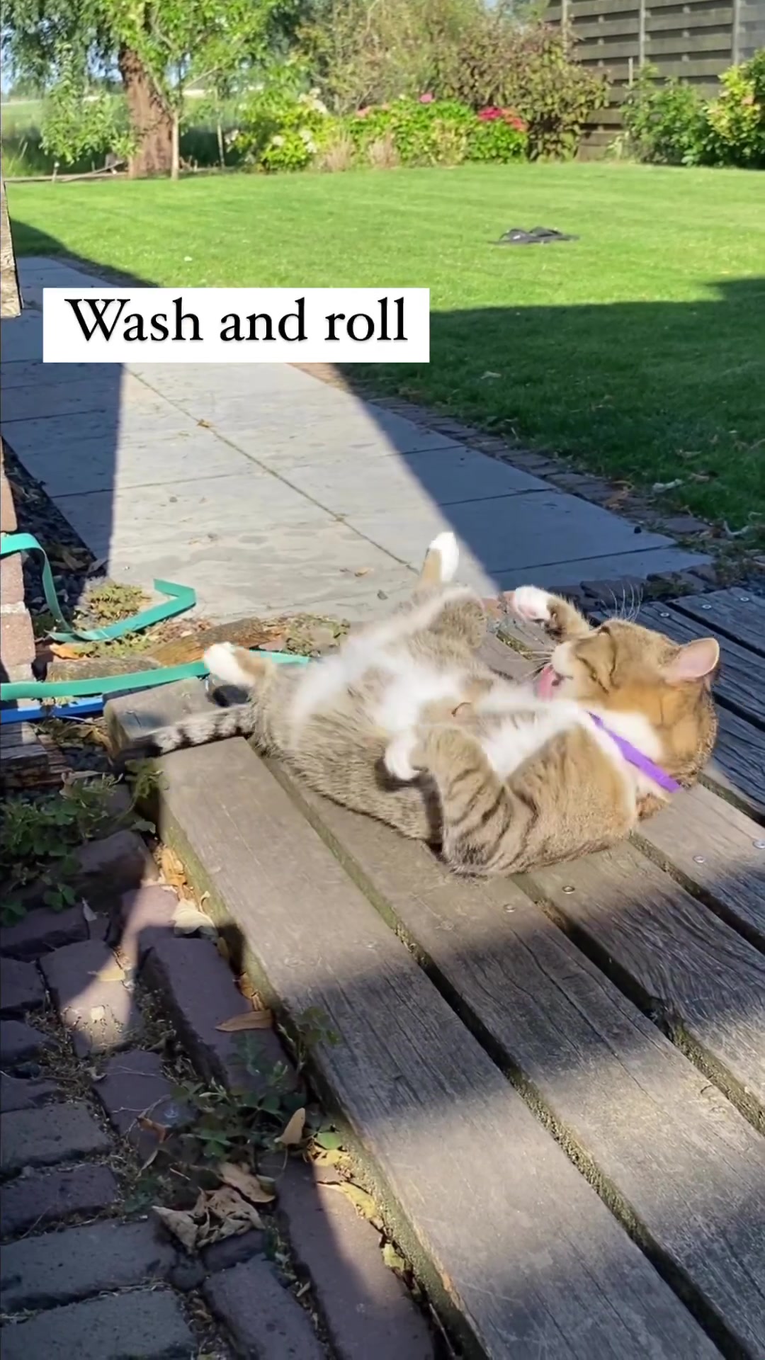 @Purrfect Spark