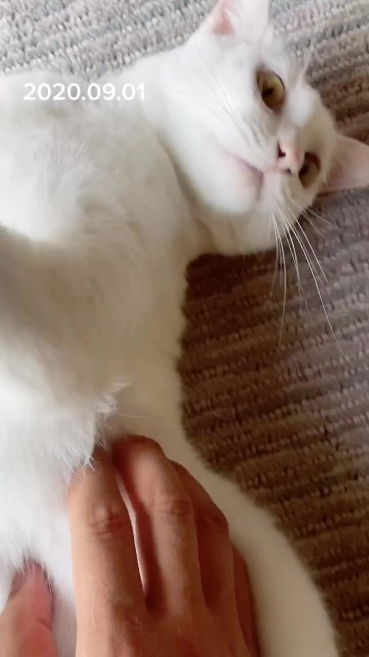@ゼットン