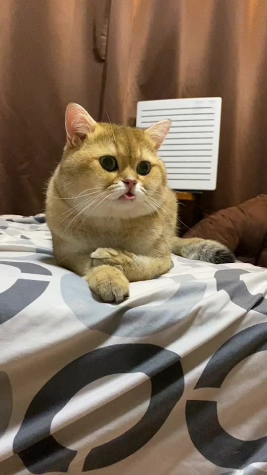 @Cruise_cat
