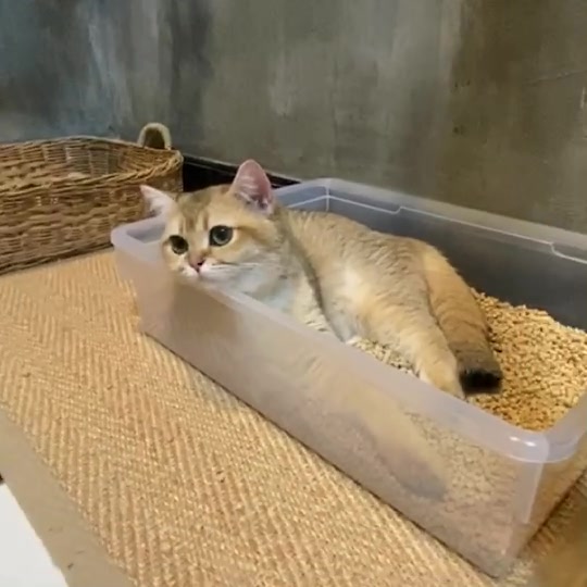 @Cruise_cat