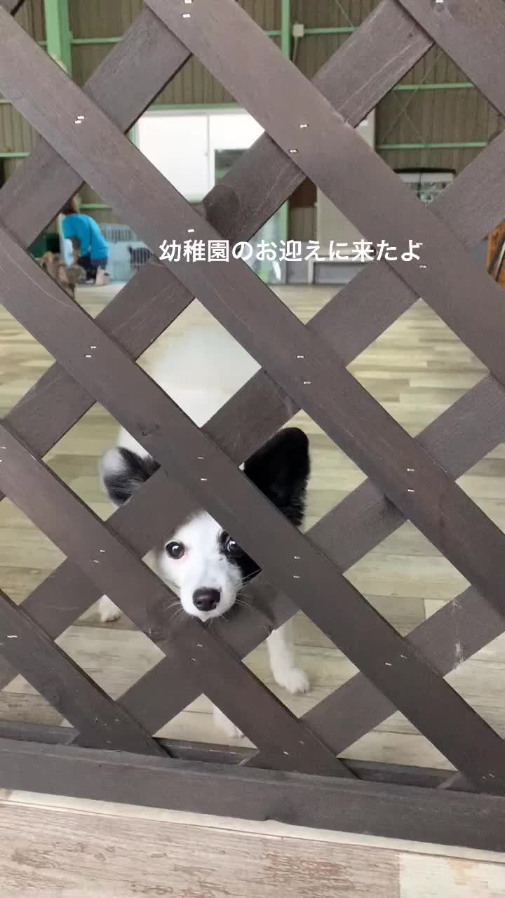 @Zumi_no
