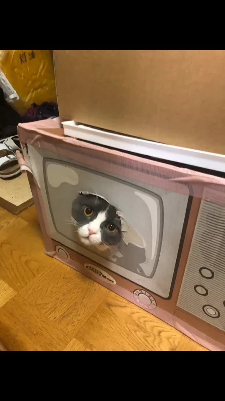 @おまめ