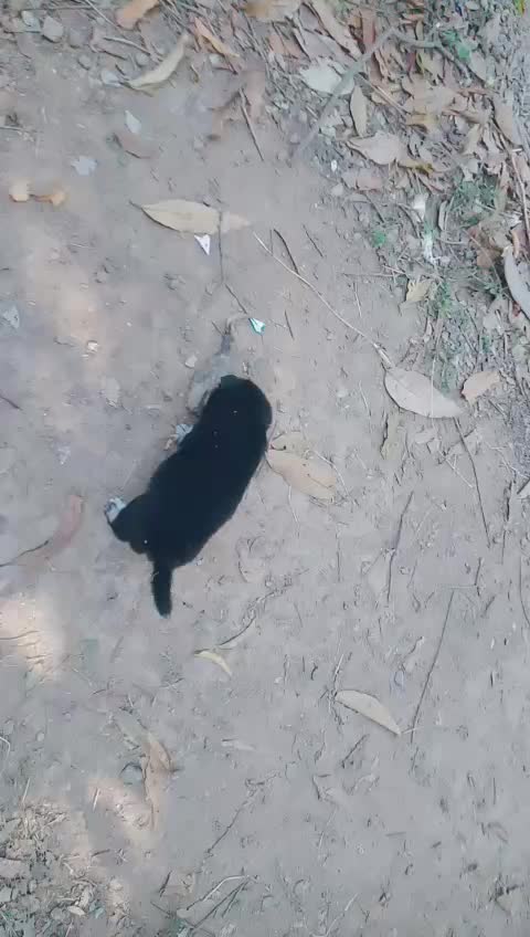 @น้องชมพู่