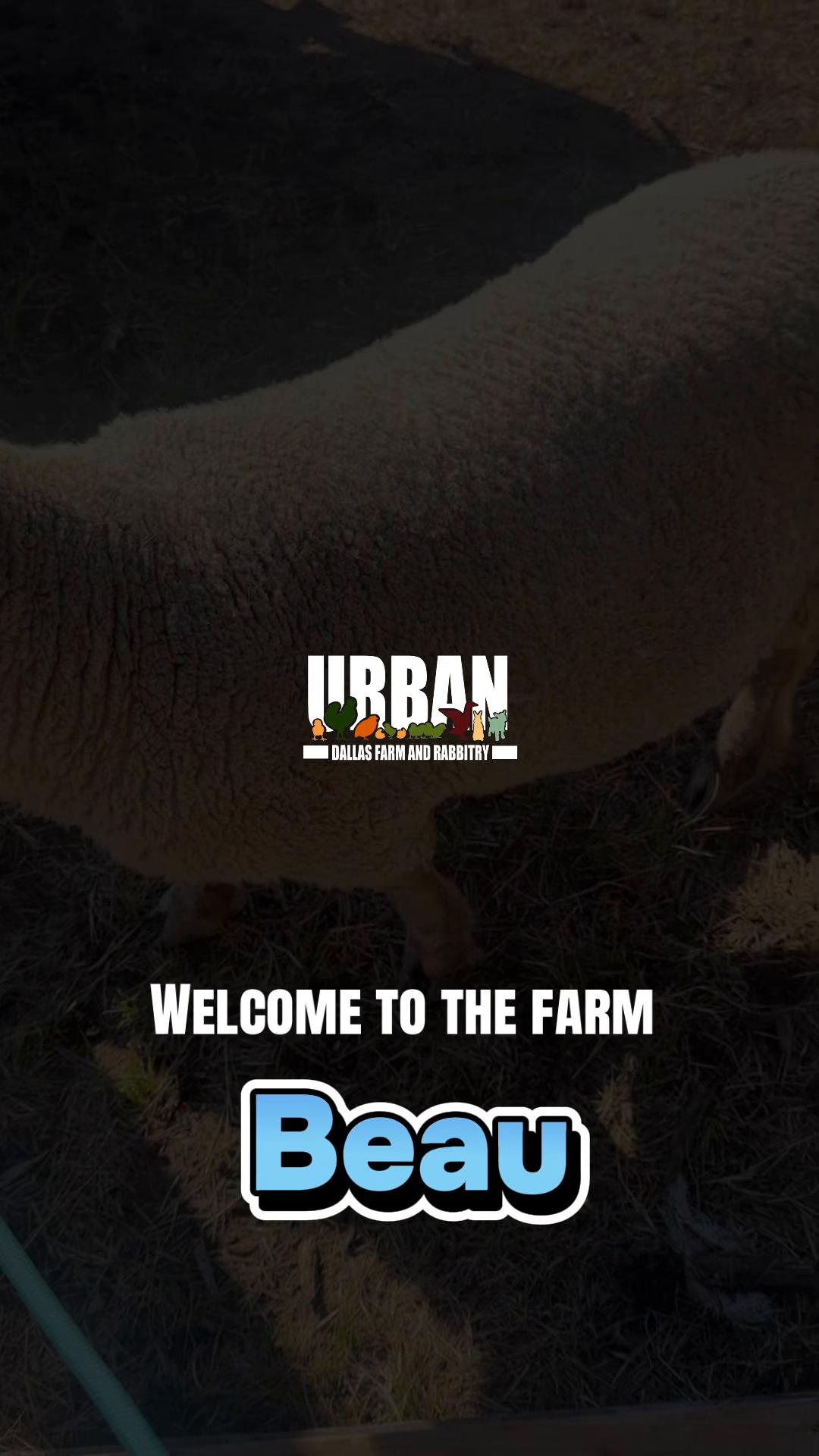@Urban Dallas Farm