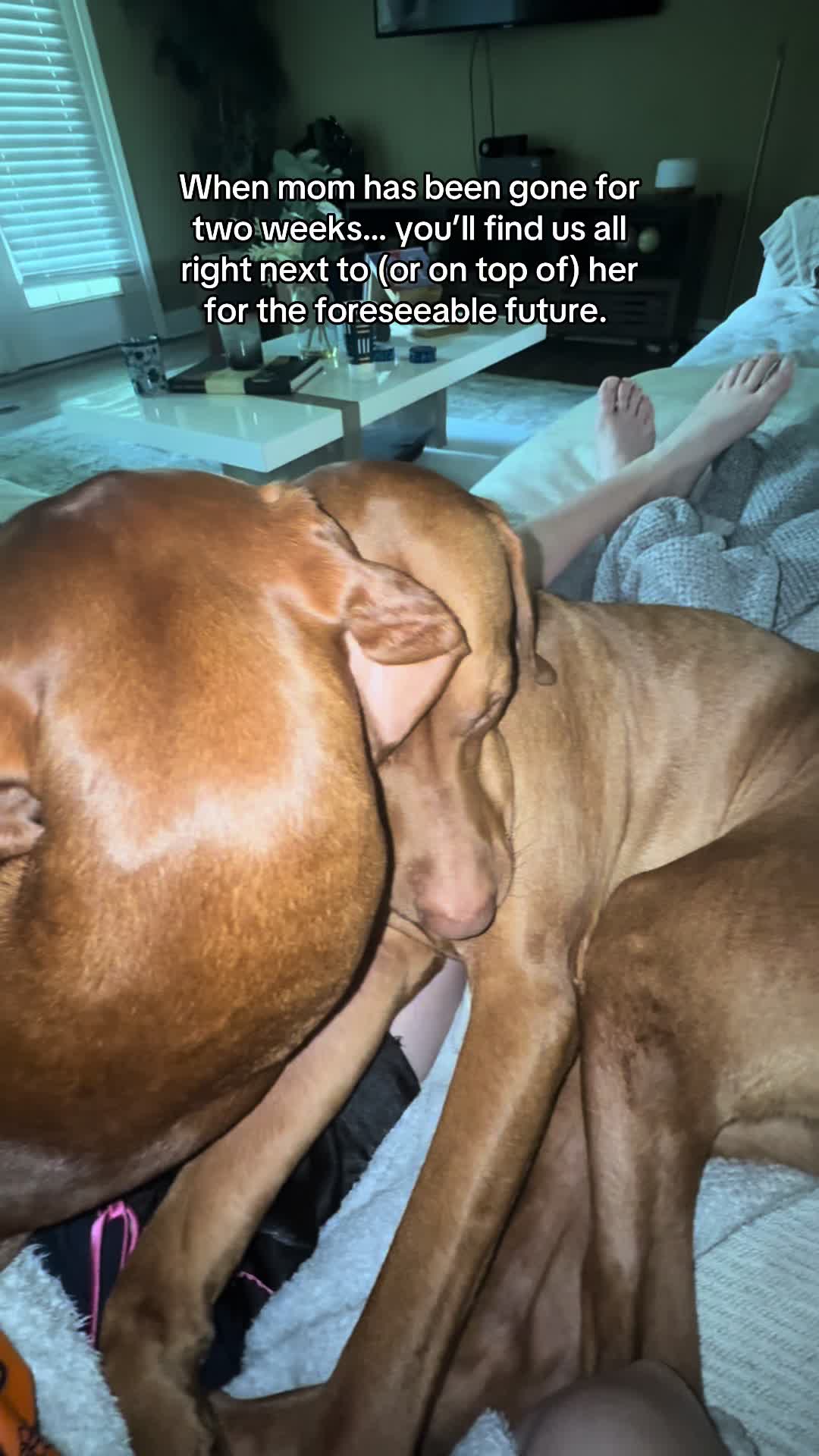@Tycho the vizsla