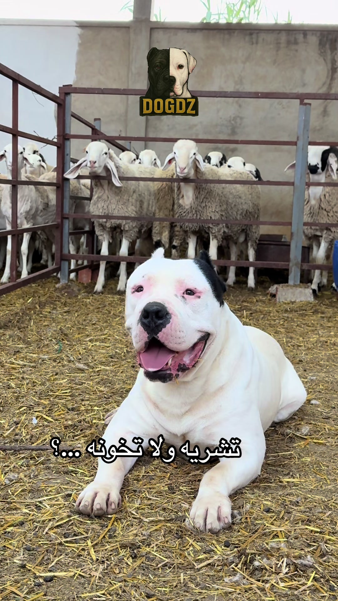 @dogdz🏴☠️🇩🇿