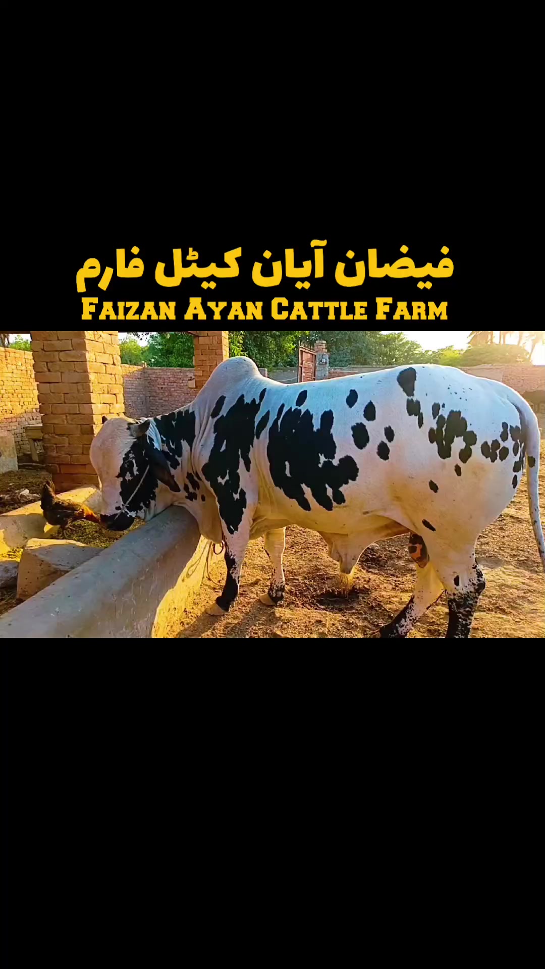 @Faizan Ayan