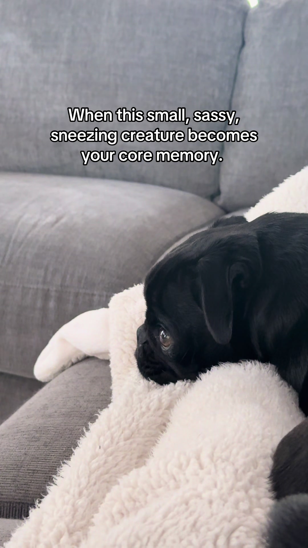 @SirEdmundThePug