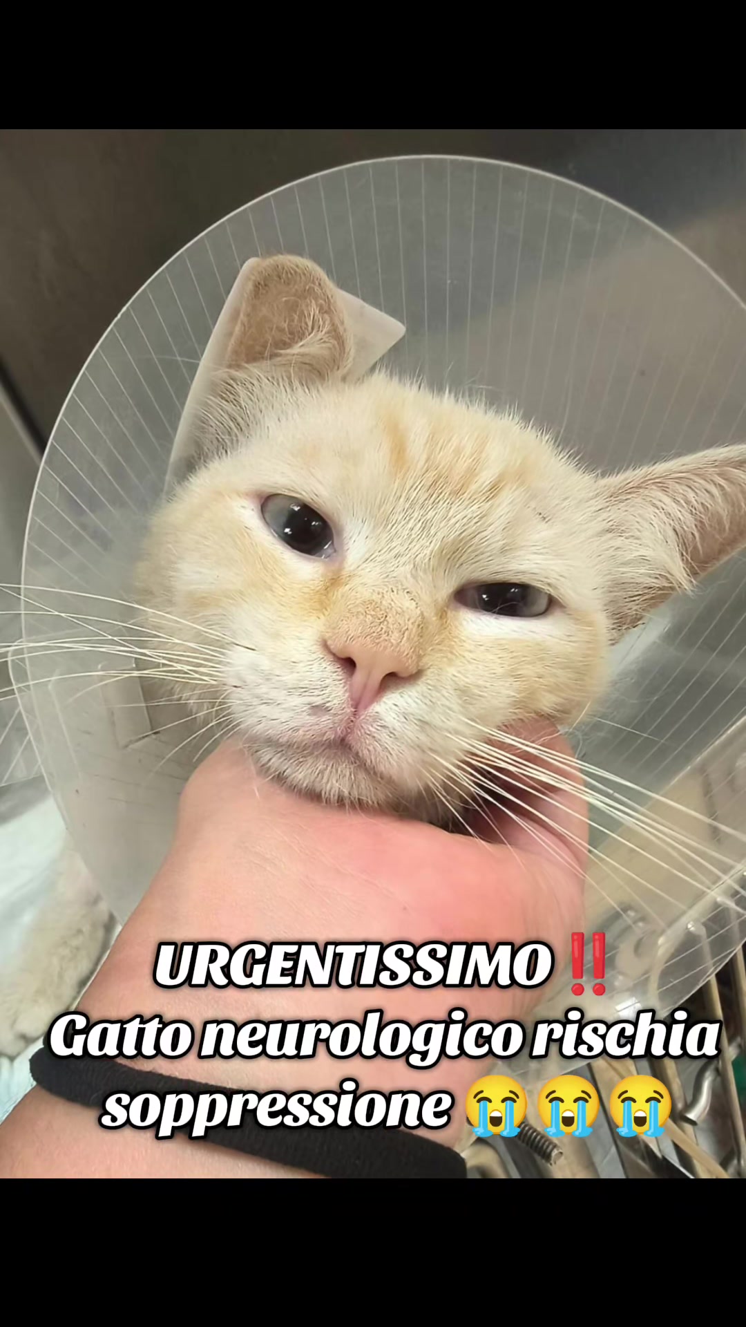 @ENPA RUVO
