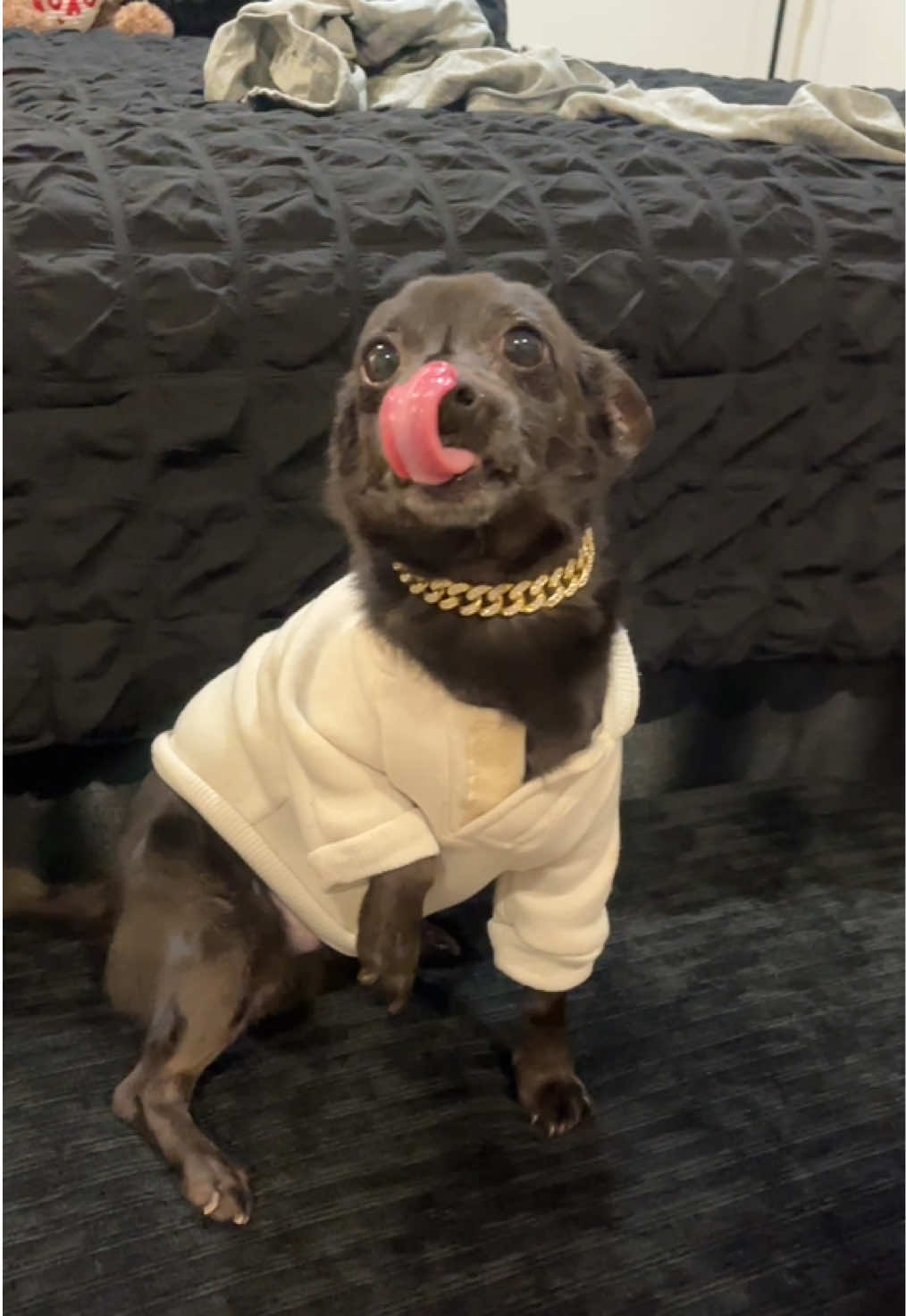 @Blackjack_Chihuahua