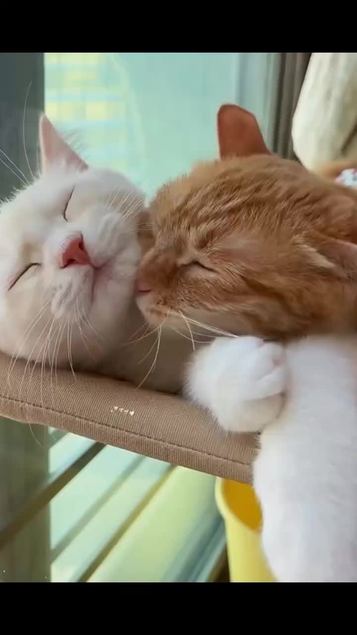 @Cat Love