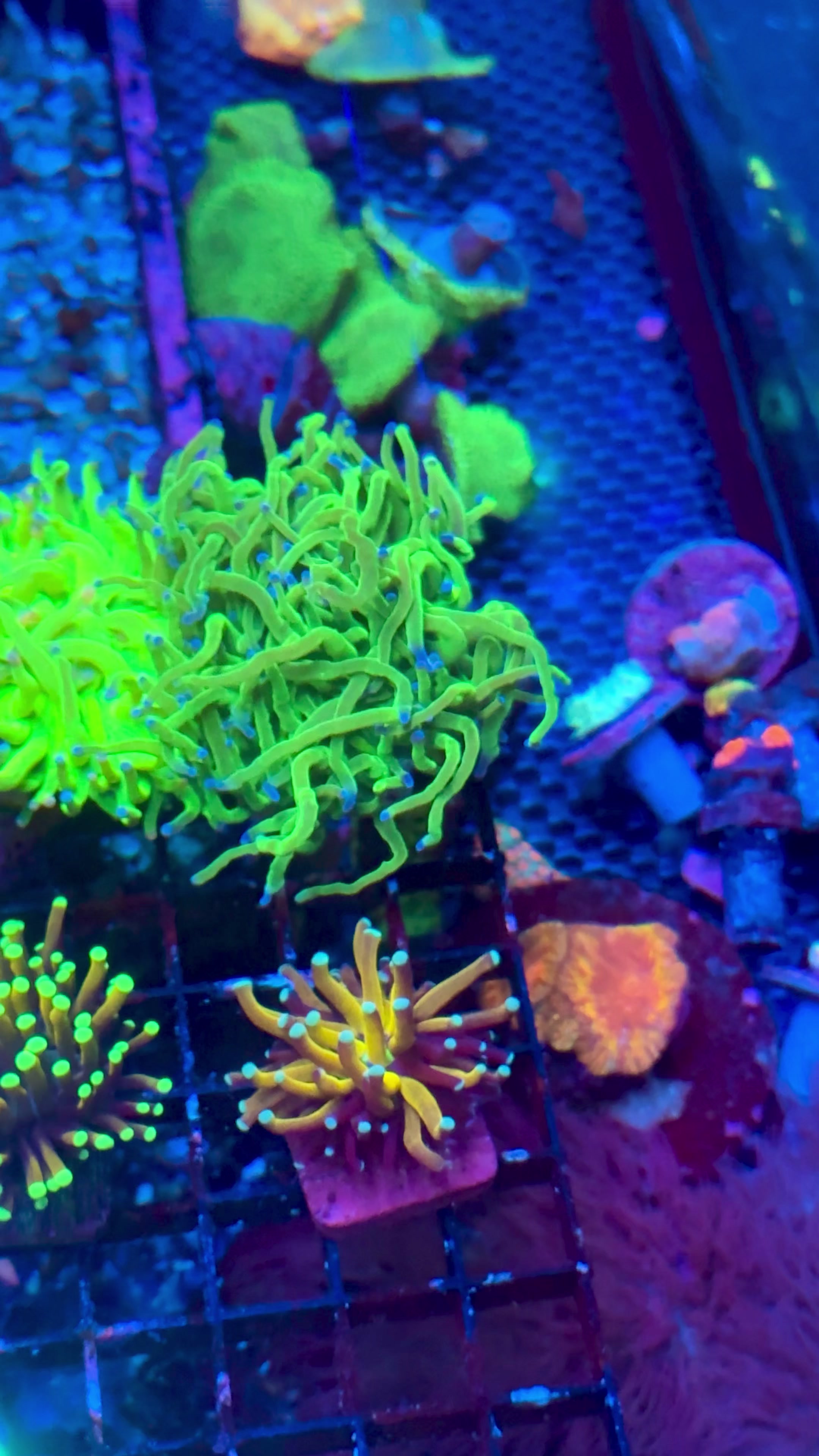 @Cali_Coral_Connect_hxa