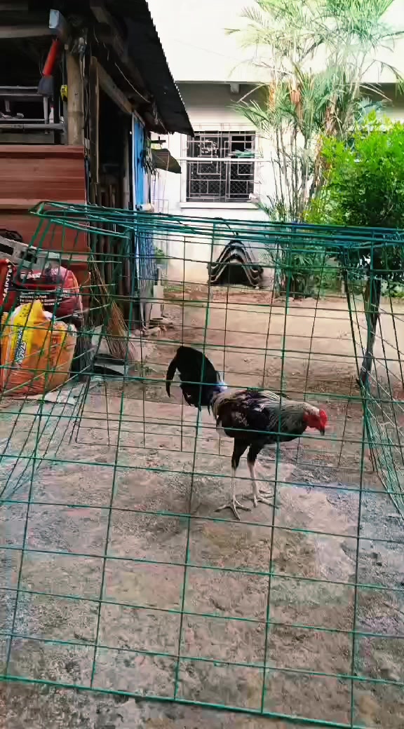 @jbt888 gamefowl