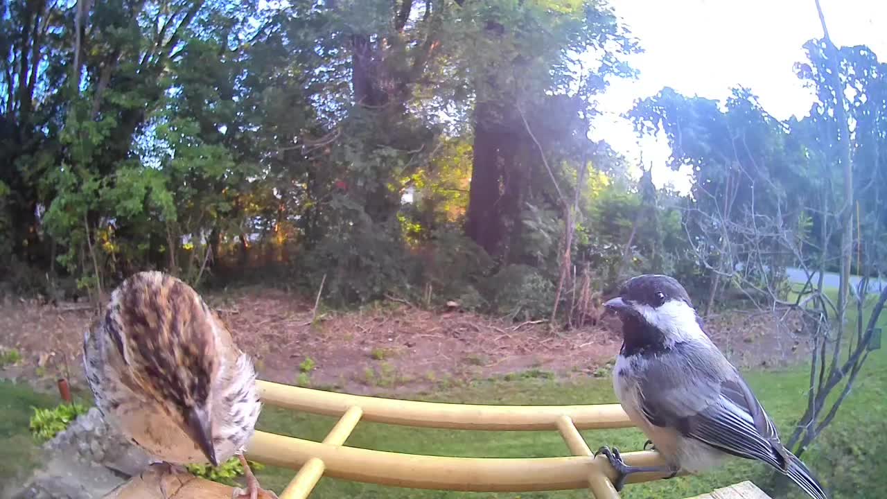 @OnlyBirds518