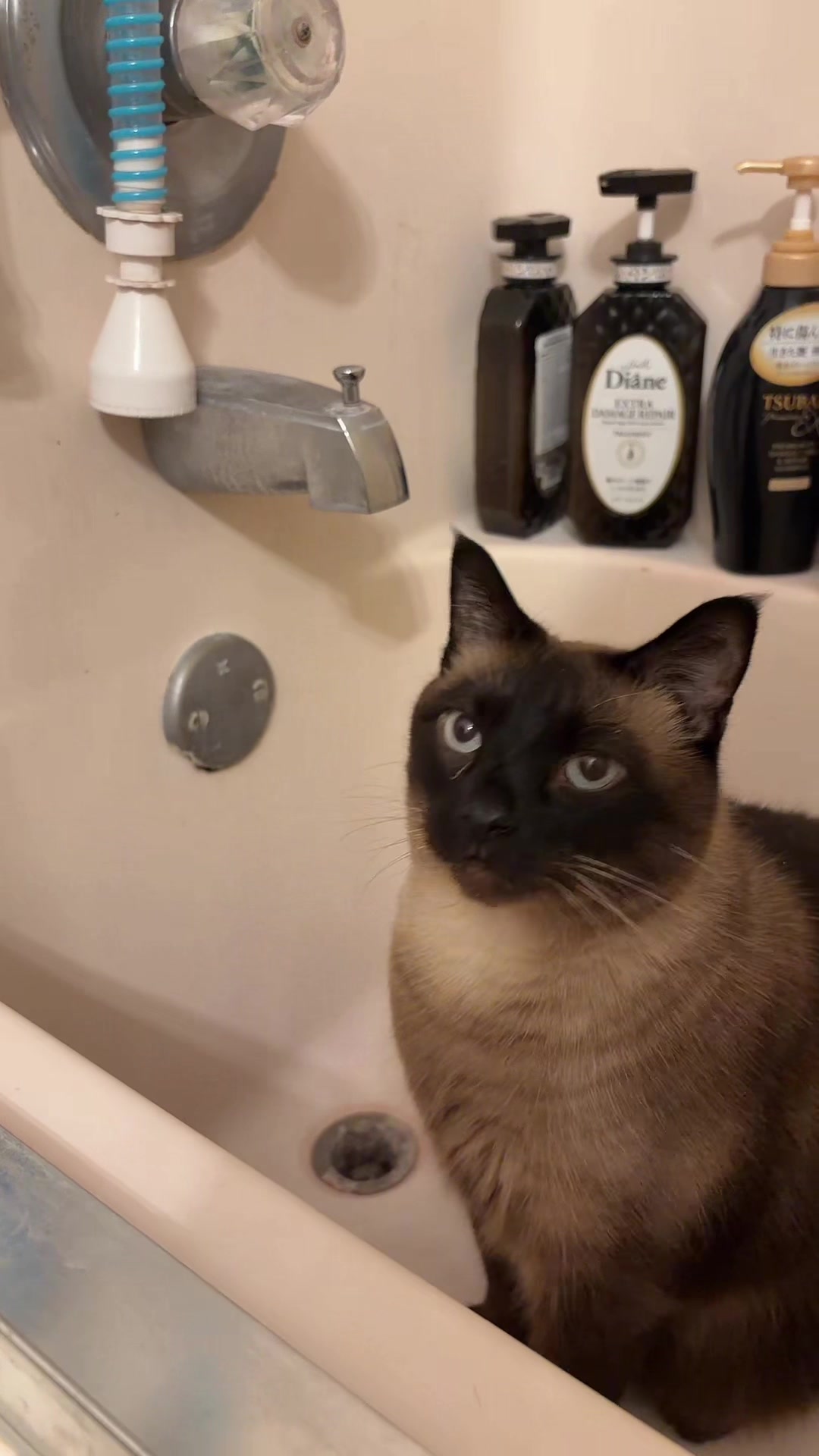 @maowmaowwwww