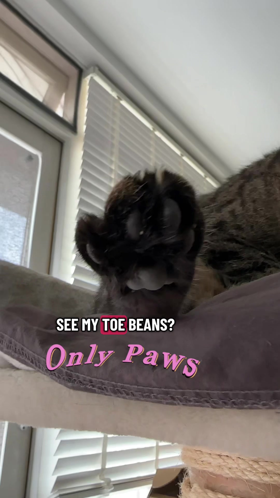 @Joep_the_ rescuecat