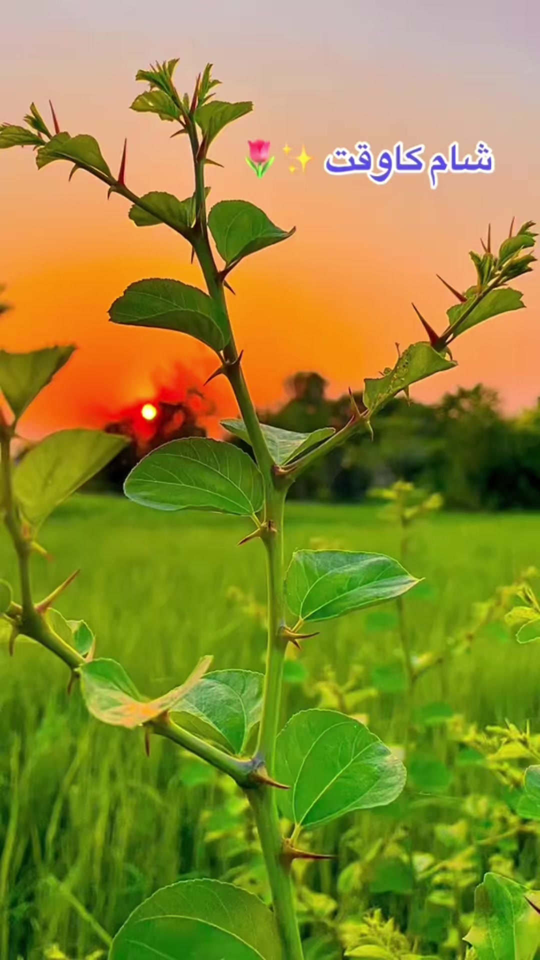 @Salman Ranjha