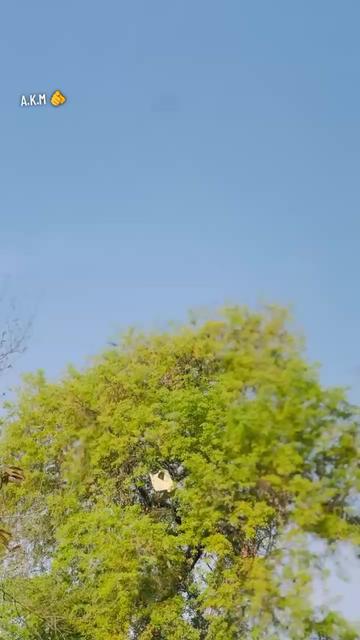 @💘 Alaka حبیب 💘