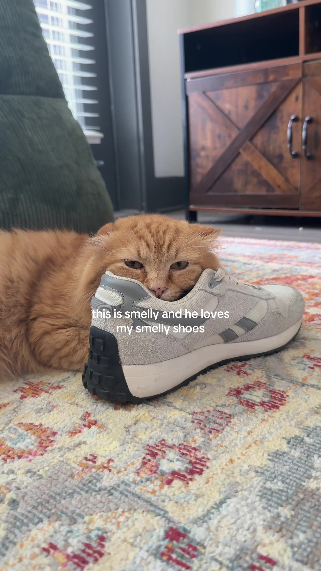 @bink the big orange cat