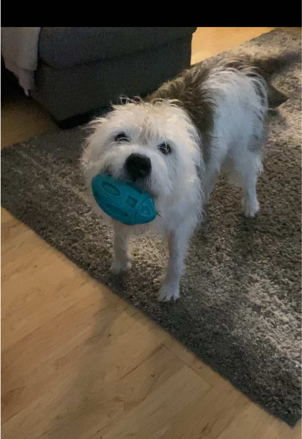 @AmandaT | Your Dog is COOL!
