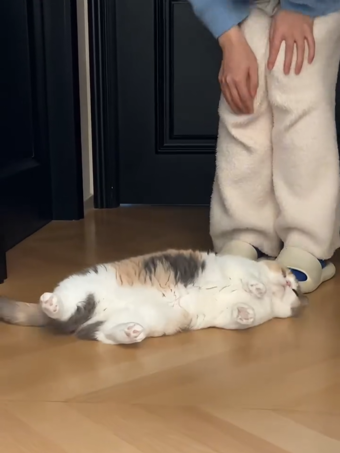 @Chonky World Of Cats