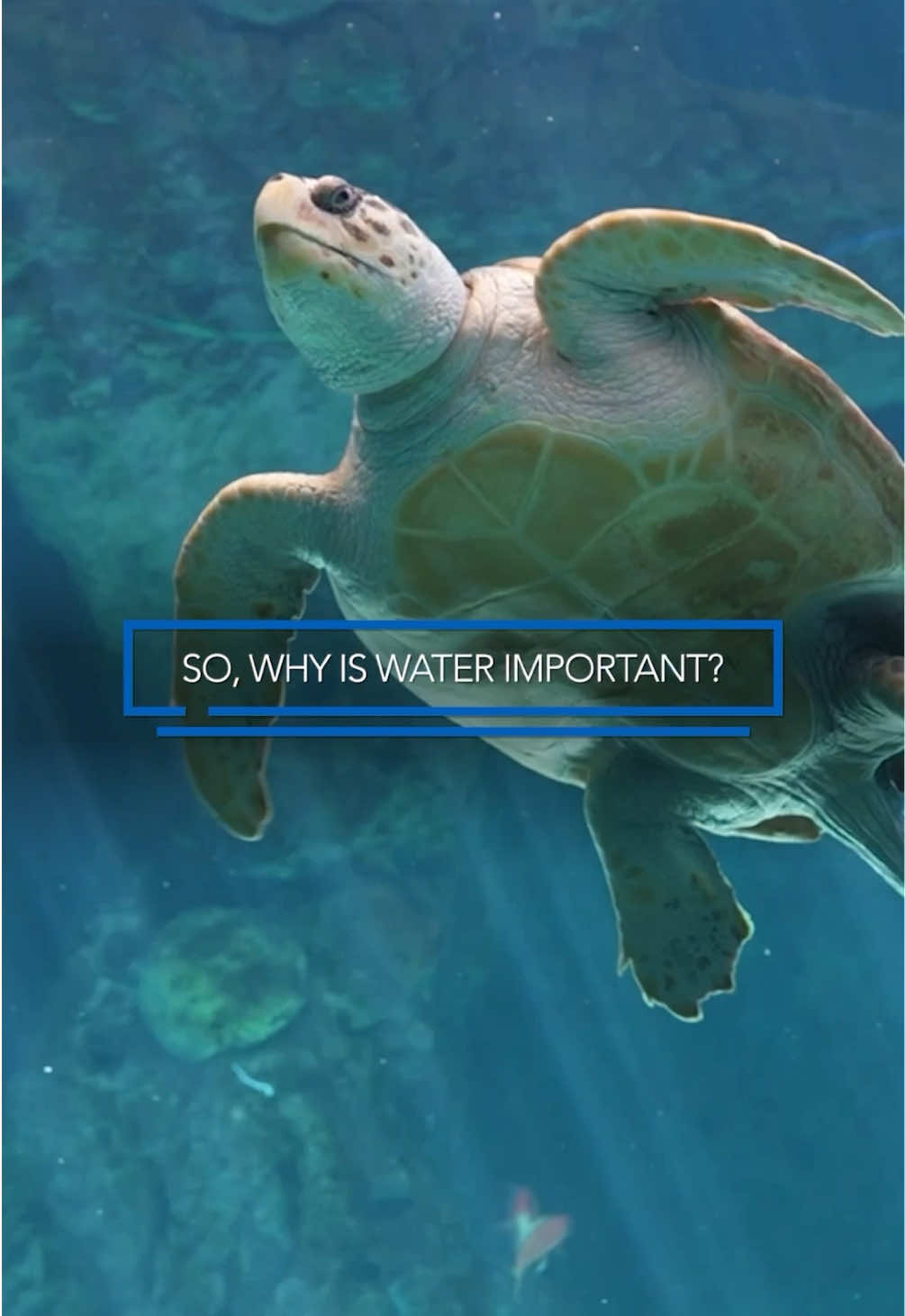 @The Florida Aquarium