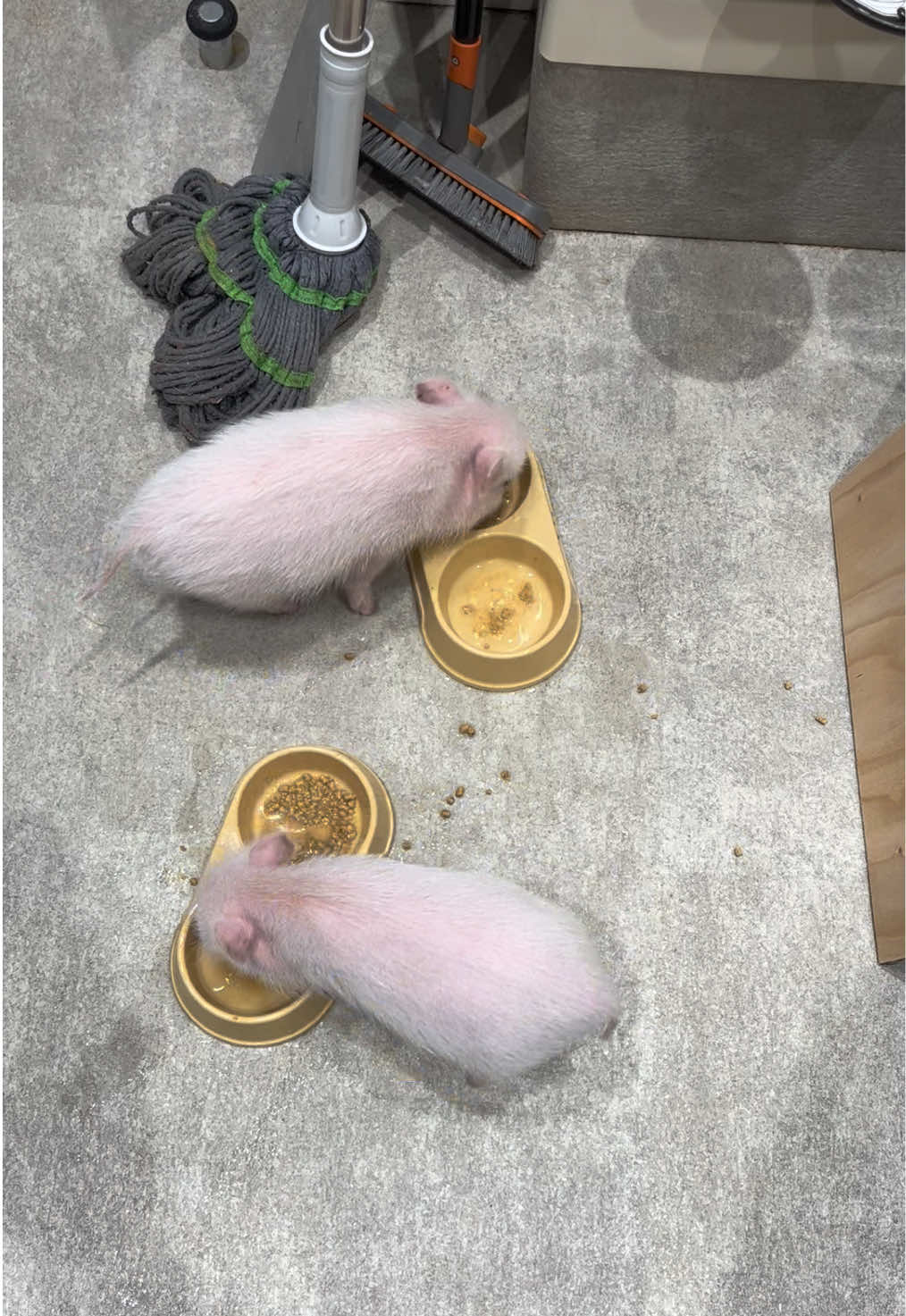 @pignic