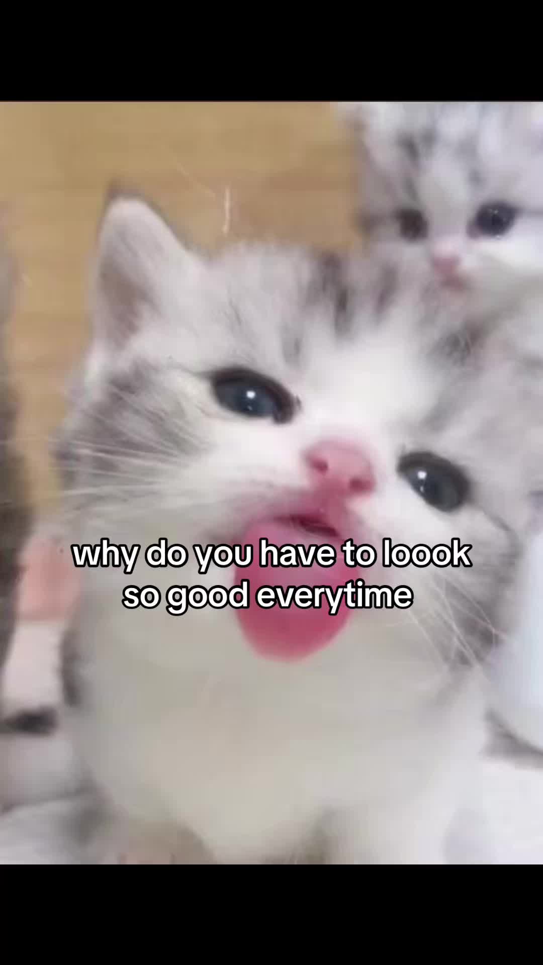@meowconcept