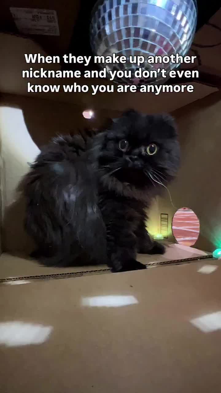 @Seamus the Scottish Fold
