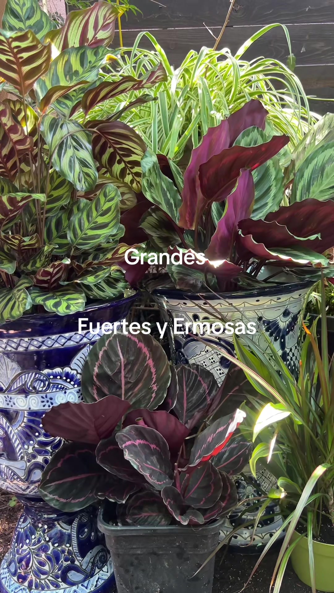 @Maria succulents 🕊️🐚