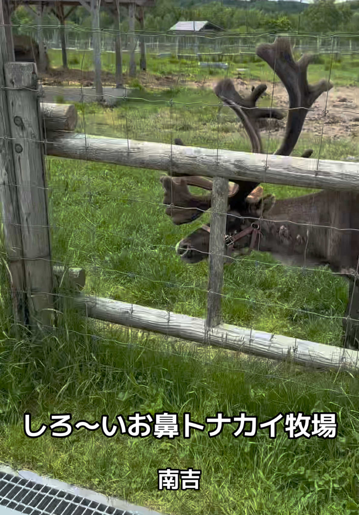 @モミゴンJK(南吉)