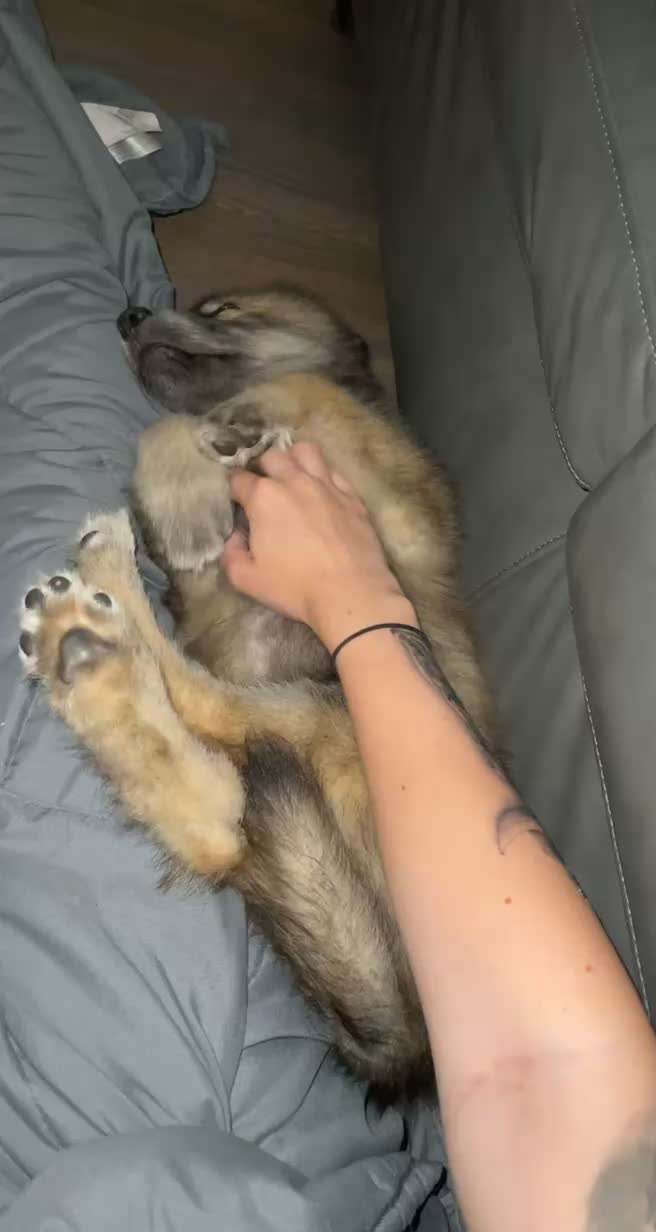 @a_girl_and_her_wolf